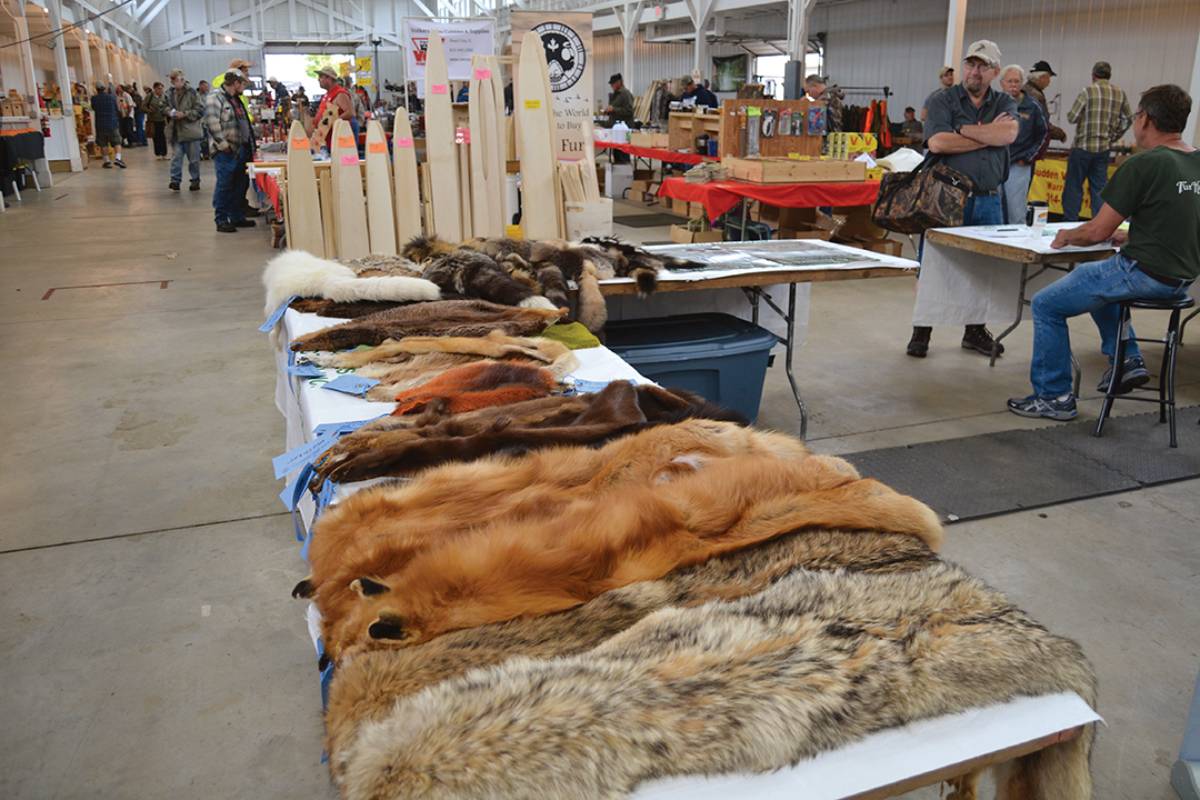 State trappers’ associations host rendezvous, and some hold fur auctions each year. They can be a good outlet for gathering information about handling and marketing fur.